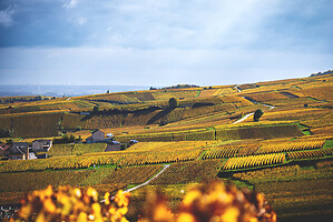 Photo Domaines-Viticoles Champagne Gimonnet-Gonet  - n°18984