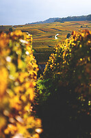 Photo Domaines-Viticoles Champagne Gimonnet-Gonet  - n°18987