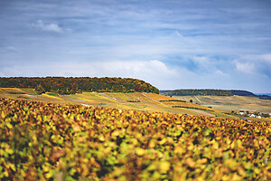 Photo Domaines-Viticoles Champagne Gimonnet-Gonet  - n°18992