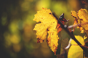 Photo Domaines-Viticoles Champagne Gimonnet-Gonet  - n°18994