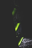 Photo Domaines-Viticoles Champagne Gimonnet-Gonet  - n°19001