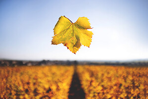 Photo Vigne Vigne - Automne  - n°19074