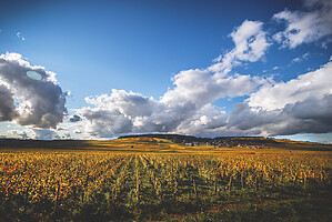 Photo Vigne Vigne - Automne  - n°19075