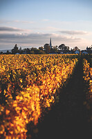 Photo Vigne Vigne - Automne  - n°19079