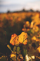 Photo Vigne Vigne - Automne  - n°19080