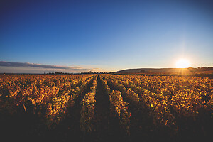 Photo Vigne Vigne - Automne  - n°19081