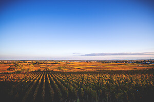 Photo Vigne Vigne - Automne  - n°19082