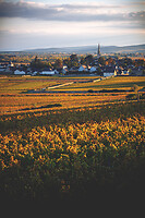 Photo Vigne Vigne - Automne  - n°19084