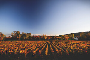 Photo Vigne Vigne - Automne  - n°19087