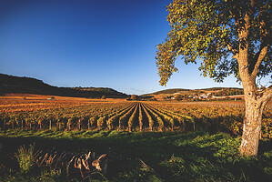 Photo Vigne Vigne - Automne  - n°19088
