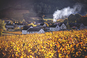 Photo Vigne Vigne - Automne  - n°19090