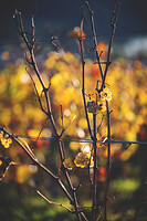 Photo Vigne Vigne - Automne  - n°19092
