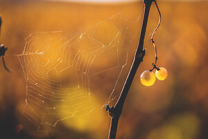 Photo Vigne Vigne - Automne  - n°19093