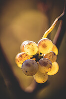 Photo Vigne Vigne - Automne  - n°19094
