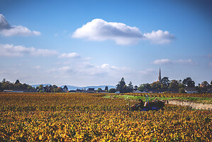 Photo Vigne Vigne - Automne  - n°19097