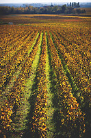 Photo Vigne Vigne - Automne  - n°19098