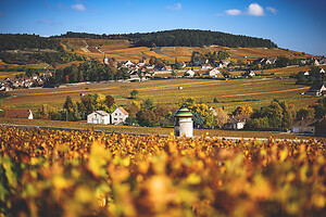 Photo Vigne Vigne - Automne  - n°19099