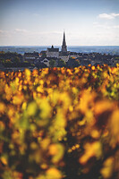 Photo Vigne Vigne - Automne  - n°19100