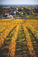 Photo Vigne Vigne - Automne  - n°19102