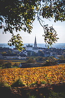 Photo Vigne Vigne - Automne  - n°19103