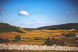 Photo Vigne Vigne - Automne  - n°19106