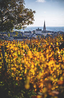 Photo Vigne Vigne - Automne  - n°19108