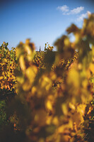 Photo Vigne Vigne - Automne  - n°19112