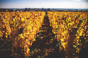 Photo Vigne Vigne - Automne  - n°19114