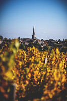 Photo Vigne Vigne - Automne  - n°19116