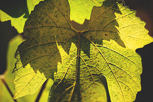 Photo Vigne Vigne - Automne  - n°19118