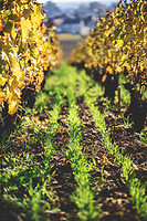 Photo Vigne Vigne - Automne  - n°19122