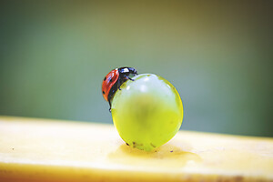 Photo Domaines-Viticoles Champagne Drappier  - n°19142