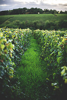 Photo Domaines-Viticoles Champagne Drappier  - n°19143