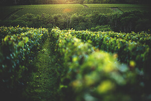 Photo Domaines-Viticoles Champagne Drappier  - n°19146