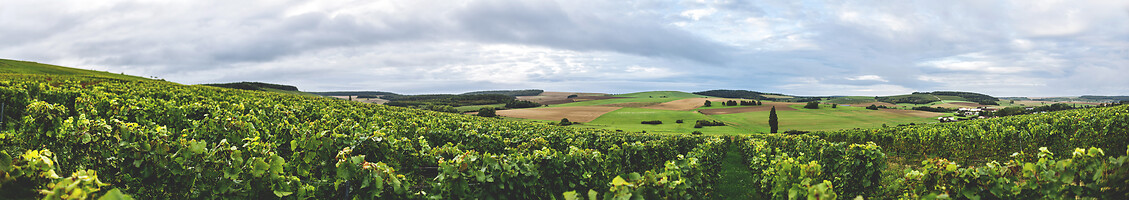 Photo Domaines-Viticoles Champagne Drappier  - n°19152