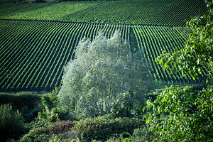 Photo Domaines-Viticoles Champagne Drappier  - n°19158