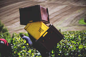 Photo Domaines-Viticoles Champagne Drappier  - n°19162