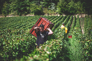 Photo Domaines-Viticoles Champagne Drappier  - n°19163