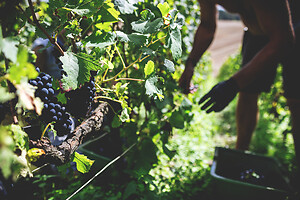 Photo Domaines-Viticoles Champagne Drappier  - n°19164