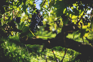 Photo Domaines-Viticoles Champagne Drappier  - n°19175