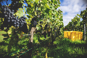 Photo Domaines-Viticoles Champagne Drappier  - n°19176