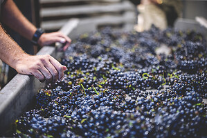 Photo Domaines-Viticoles Champagne Drappier  - n°19179