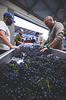 Photo Domaines-Viticoles Champagne Drappier  - n°19180