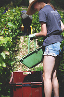 Photo Domaines-Viticoles Champagne Drappier  - n°19240