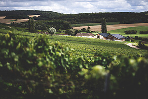 Photo Domaines-Viticoles Champagne Drappier  - n°19242