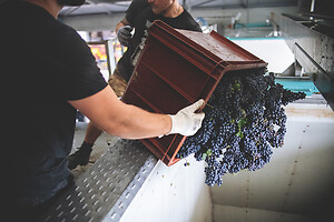 Photo Domaines-Viticoles Champagne Drappier  - n°19263