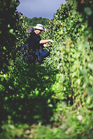 Photo Domaines-Viticoles Champagne Drappier  - n°19271