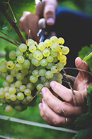 Photo Domaines-Viticoles Champagne Drappier  - n°19275