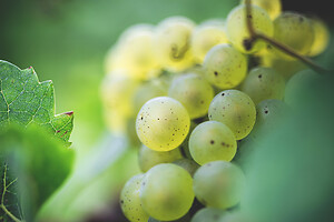 Photo Domaines-Viticoles Champagne Drappier  - n°19276