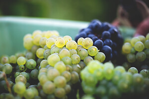 Photo Domaines-Viticoles Champagne Drappier  - n°19279